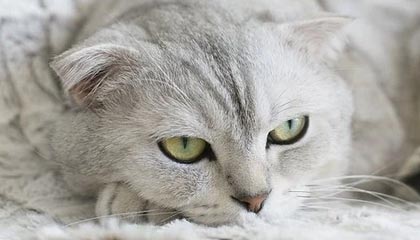 乐鱼电竞在线平台-明星运动员线上见面会粉丝热情高涨，运动员找明星